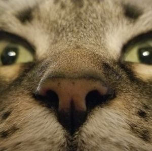 Meet your Posher, Laurie